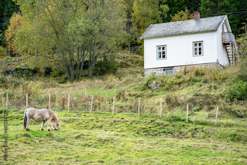 A Norwegian Fjord Horse grazes peacefully in a lush green pasture on a rural farm in central Norway. An old white farmhouse sits across a fence above the pasture.