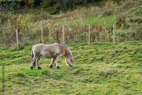 A Norwegian Fjord Horse grazes peacefully in a lush green pasture on a rural farm in central Norway