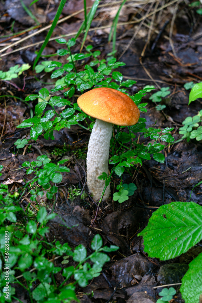 The red-headed boletus mushroom grows in the forest. The red-headed boletus mushroom grows in the forest.