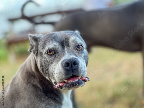 An old light grey pit bull, bull dog mix looks towards the camera with light colored eyes.