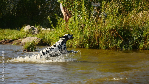 leopard in the water