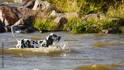 dog in water