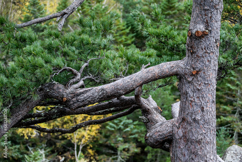 Tree in the forest