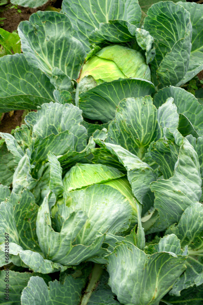 Heads of cabbage in a garden bed in the village. Heads of cabbage in a garden bed in the village.