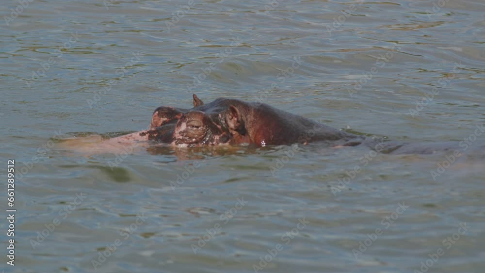 Hippo bathing in Kazinga Channel, Queen Elizabeth National Park in Uganda. Handheld Hippo bathing in Kazinga Channel, Queen Elizabeth National Park in Uganda. Handheld