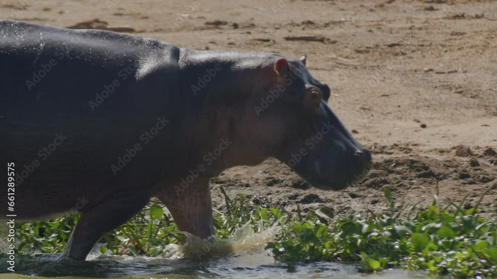 Hippopotamus exiting river waters and running along banks, Uganda in Africa. Sideways shot and close-up Hippopotamus exiting river waters and running along banks, Uganda in Africa. Sideways shot and close-up