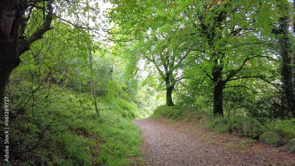 Forest walk autumn in Crough Woods Waterford Ireland on a warm September day Forest walk autumn in Crough Woods Waterford Ireland on a warm September day