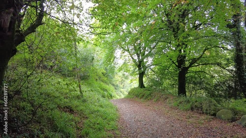 Forest walk autumn in Crough Woods Waterford Ireland on a warm September day photo