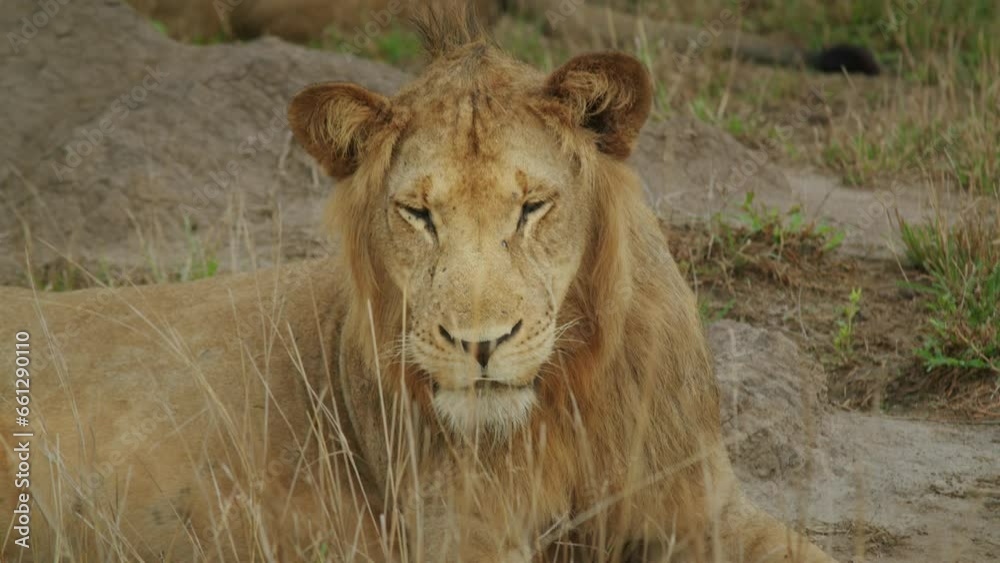 Portrait of young male lion looking at camera, Africa. Close-up Portrait of young male lion looking at camera, Africa. Close-up