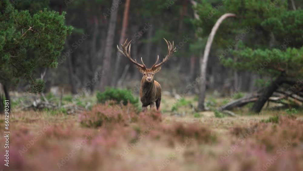 Red deer gallops with large antlers and brilliant tines in pine tree forest grassland of Veluwe