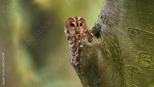 Tawny owl swivels head looking around and watching for signs, static photo