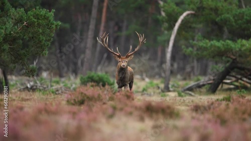 Red deer gallops with large antlers and brilliant tines in pine tree forest grassland of Veluwe photo