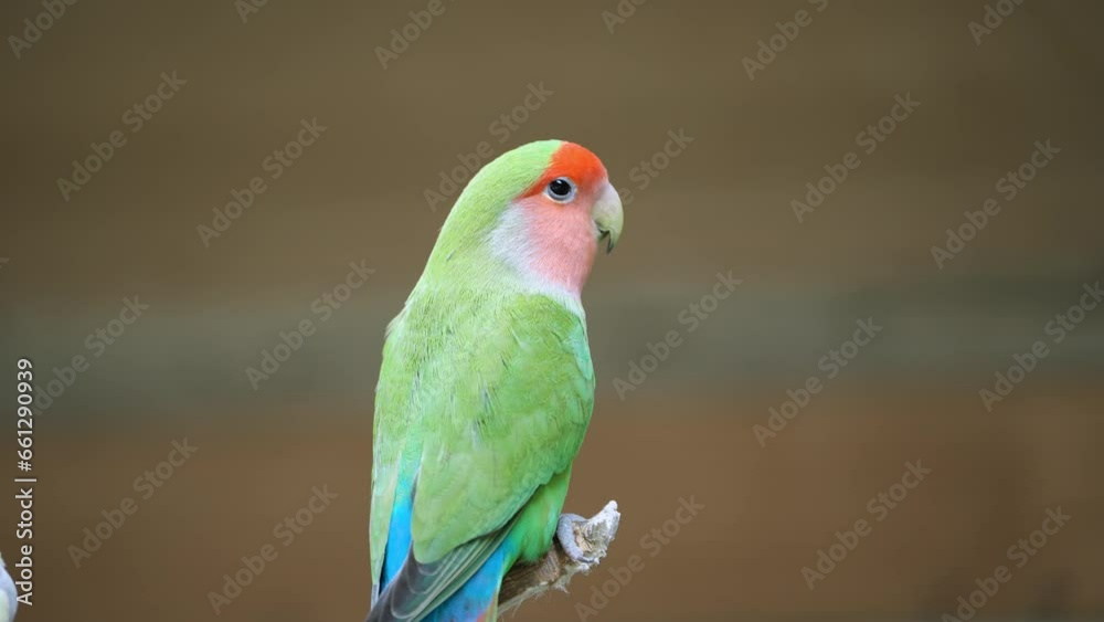 Green Rosy-faced Lovebird (Agapornis Roseicollis) Bird Perched Green Rosy-faced Lovebird (Agapornis Roseicollis) Bird Perched