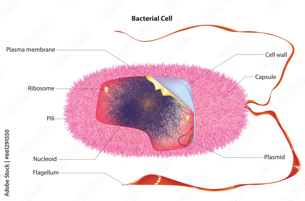 Labelled diagram of a bacterial cell Stock Vector | Adobe Stock