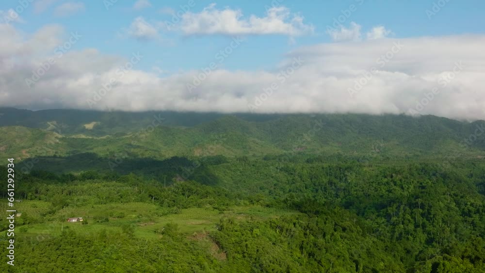 Tropical green forest and jungle on the slopes of the mountains of Philippines.