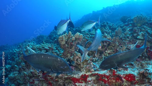 Giant trevally swim actively around a Hawaiian rocky tropical reef in the clear blue ocean. A white tip reef shark occasionally swims with them. photo