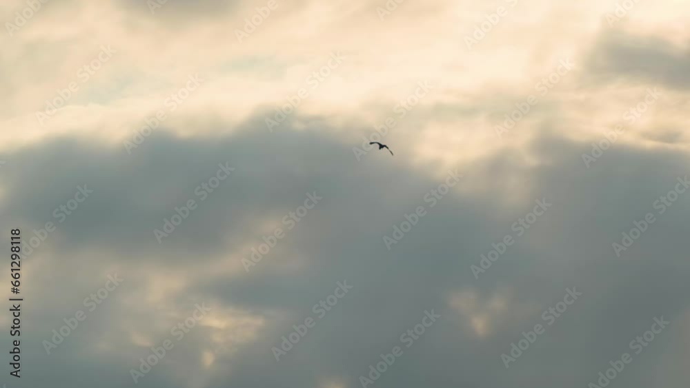 Silhouette of prey bird Flying High In Dramatic Sunrise Sky. Slow Motion Silhouette of prey bird Flying High In Dramatic Sunrise Sky. Slow Motion