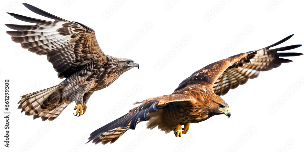 Falcon isolated on transparent background,transparency,set of falcon isolation  - obrazy, fototapety, plakaty 