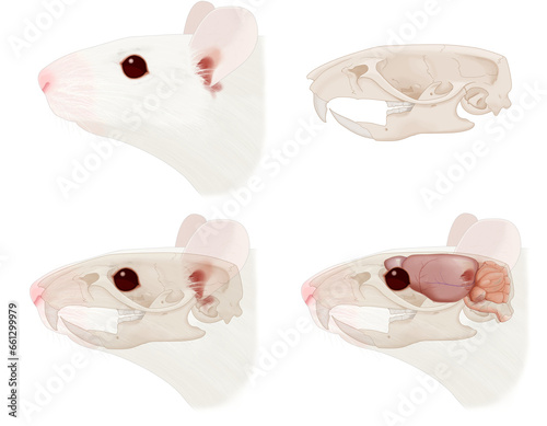 Mouse head anatomical illustrations isolated on transparent background. schematics of the skull-brain positioning in the head. Lateral view