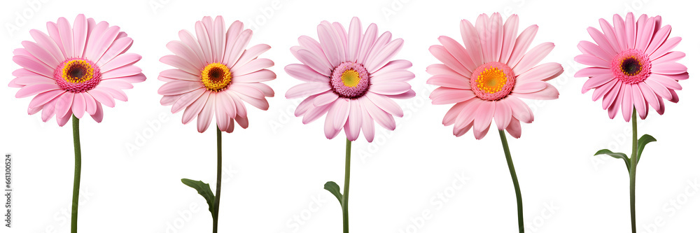 set of beautiful pink transvaal daisy flowers, isolated over a transparent background, cut-out floral, perfume / essential oil, romantic wildflower or garden design elements PNG