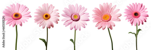 set of beautiful pink transvaal daisy flowers  isolated over a transparent background  cut-out floral  perfume   essential oil  romantic wildflower or garden design elements PNG