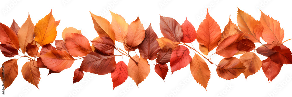 Fall Header No Background autumn leaves border isolated on transparent background, cut-out floral ...