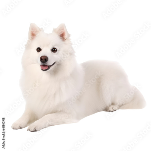 American Eskimo Dog isolated on transparent background,transparency 