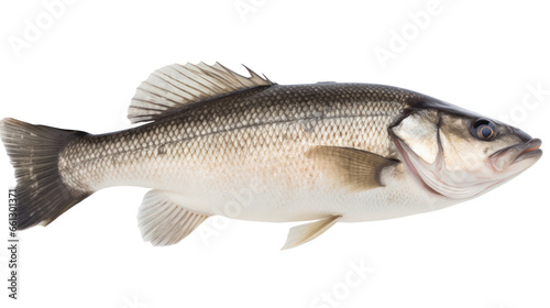 big sea bass isolated on transparent background,transparency 