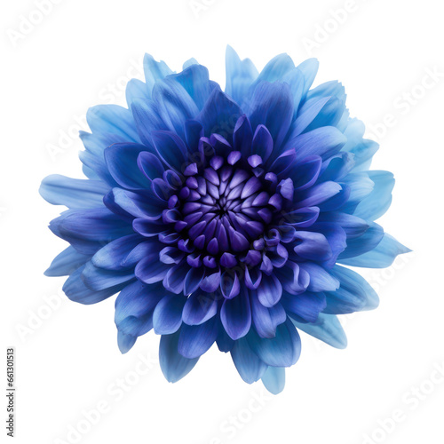 Blue flower blossom isolated on transparent background,Transparency  © SaraY Studio 