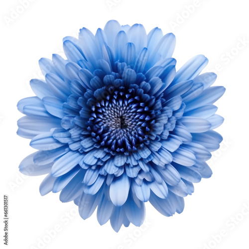 Blue flower blossom isolated on transparent background Transparency 