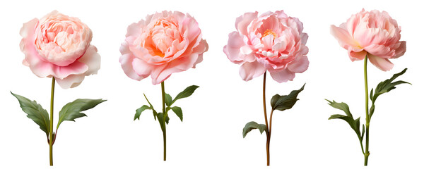set of beautiful pink peonies, flowers, stem and leaf, isolated over a transparent background, cut-out floral, perfume / essential oil, romantic wildflower or garden design elements PNG