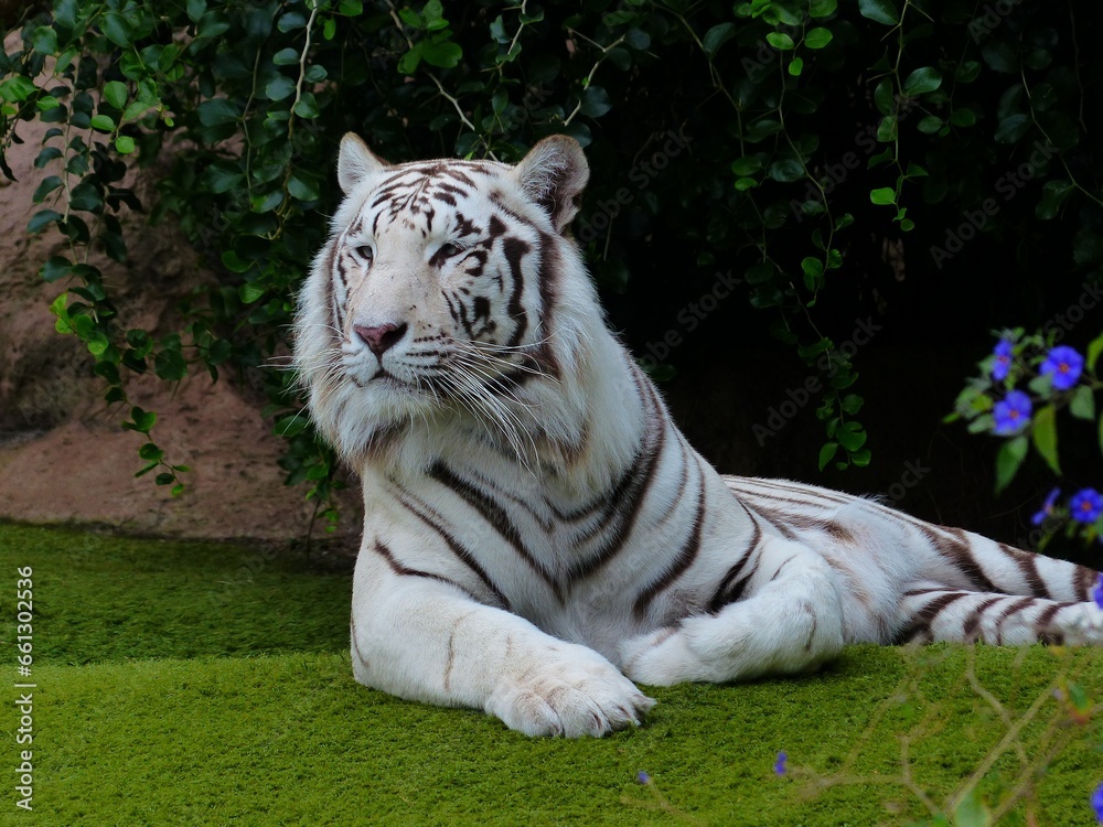 Obraz premium white bengal tiger