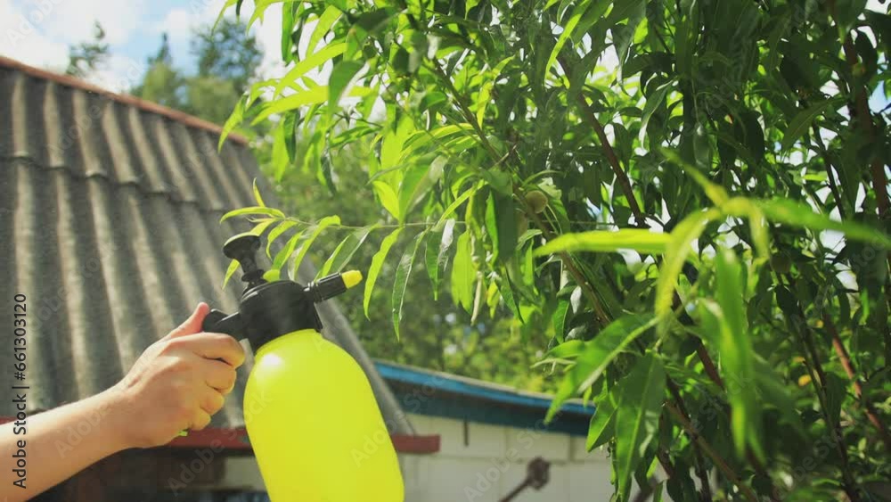 Spraying peach trees with copper sulfate against aphids, pests and