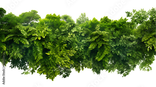 Rainforest Canopy Top View Isolated on Transparent or White Background, PNG