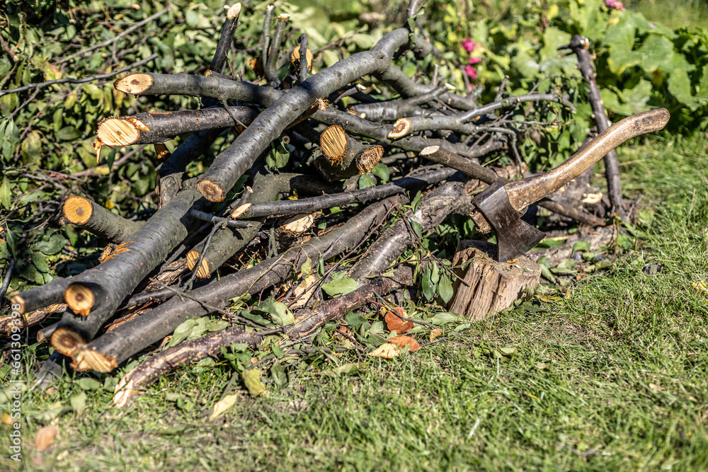 Small pile of felled and sawn branches of a tree Small pile of felled and sawn branches of a tree