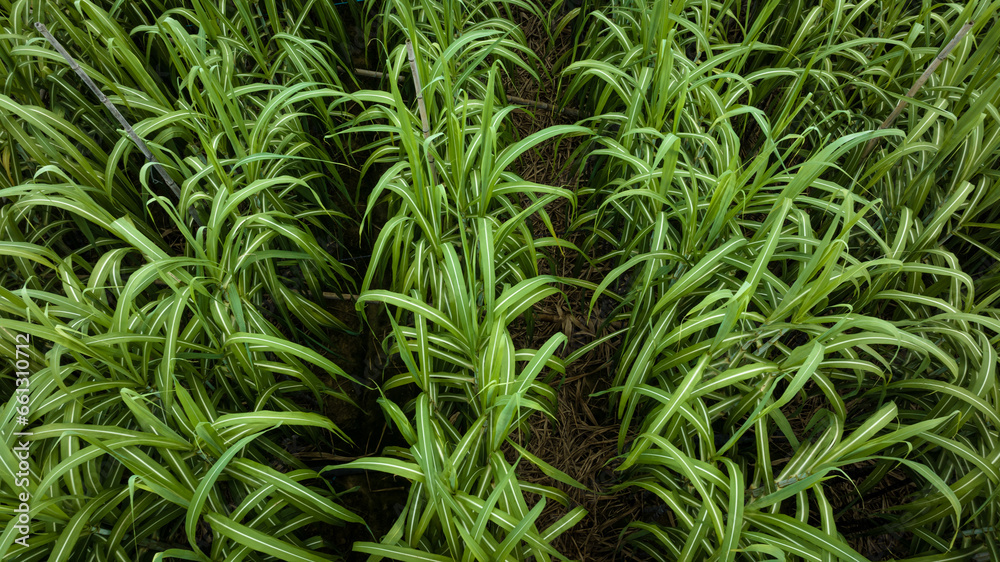 Aerial view of sugarcane plants growing at field Aerial view of sugarcane plants growing at field