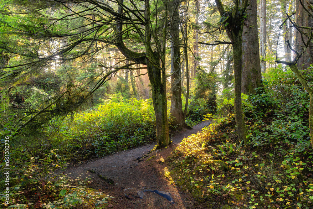 Vibrant Green Trees in the Rainforest on the Pacific West Coast. Sunny Fall Season. Vancouver Island Vibrant Green Trees in the Rainforest on the Pacific West Coast. Sunny Fall Season. Vancouver Island