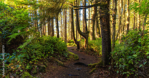 Vibrant Green Trees in the Rainforest on the Pacific West Coast. Sunny Fall Season. Vancouver Island