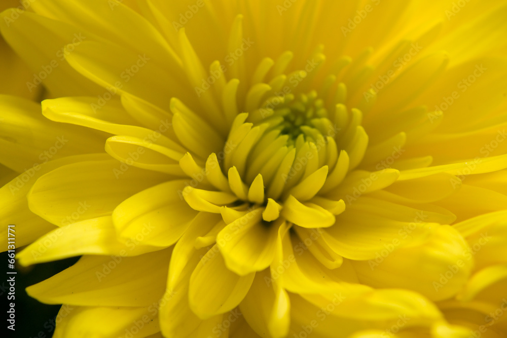 Yellow abstract background with space for text, floral yellow background texture for design, text, advertising, decorative plaster texture for walls