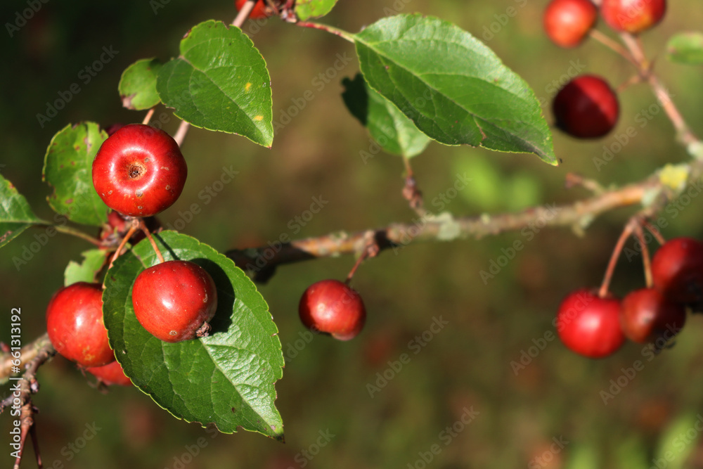 Small ornamental edible red apples on branches. Autumn background