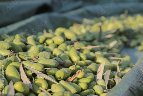 traditional olive harvesting with nets or cloth