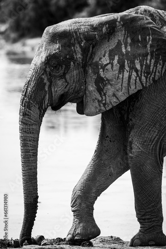 Photography African elephants in the wild