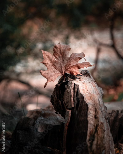 Autumn, the best time for beautiful photography, nice colours and atmosphere 