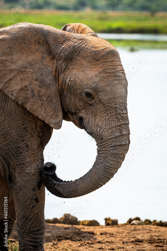 Photography African elephants in the wild