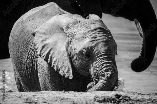 Photography African elephants in the wild
