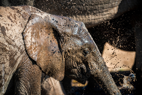 Photography African elephants in the wild
