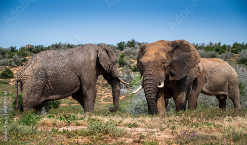 Canvas Print African elephants in the wild