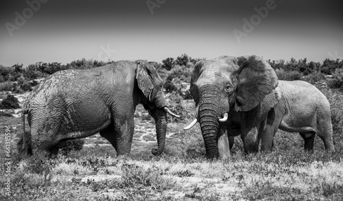 Photography African elephants in the wild