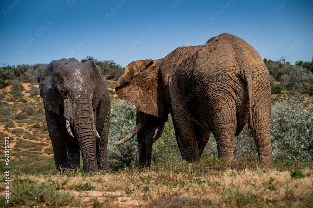 Obraz premium African elephants in the wild