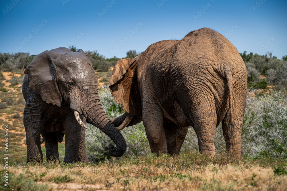 Obraz premium African elephants in the wild